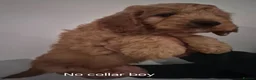 Cockapoo dogs for sale: Cockapoo pups - Advert 5