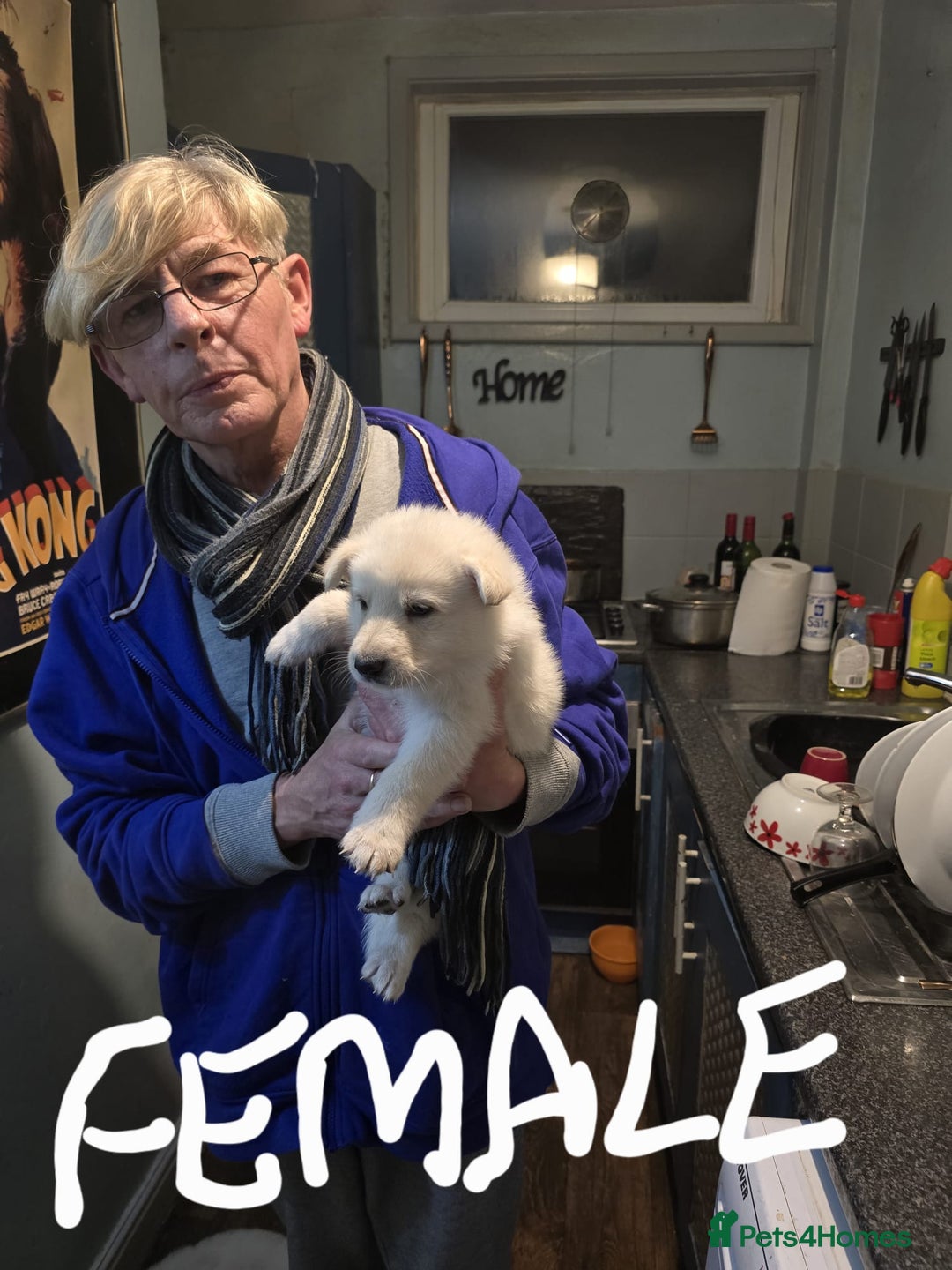 Mixed Breed dogs for sale: Northern Inuit x German shepherd puppies for sale  - Advert 9