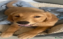 Golden Retriever dogs for sale: Beautiful Male KC Golden Retriever Puppy - Image 9