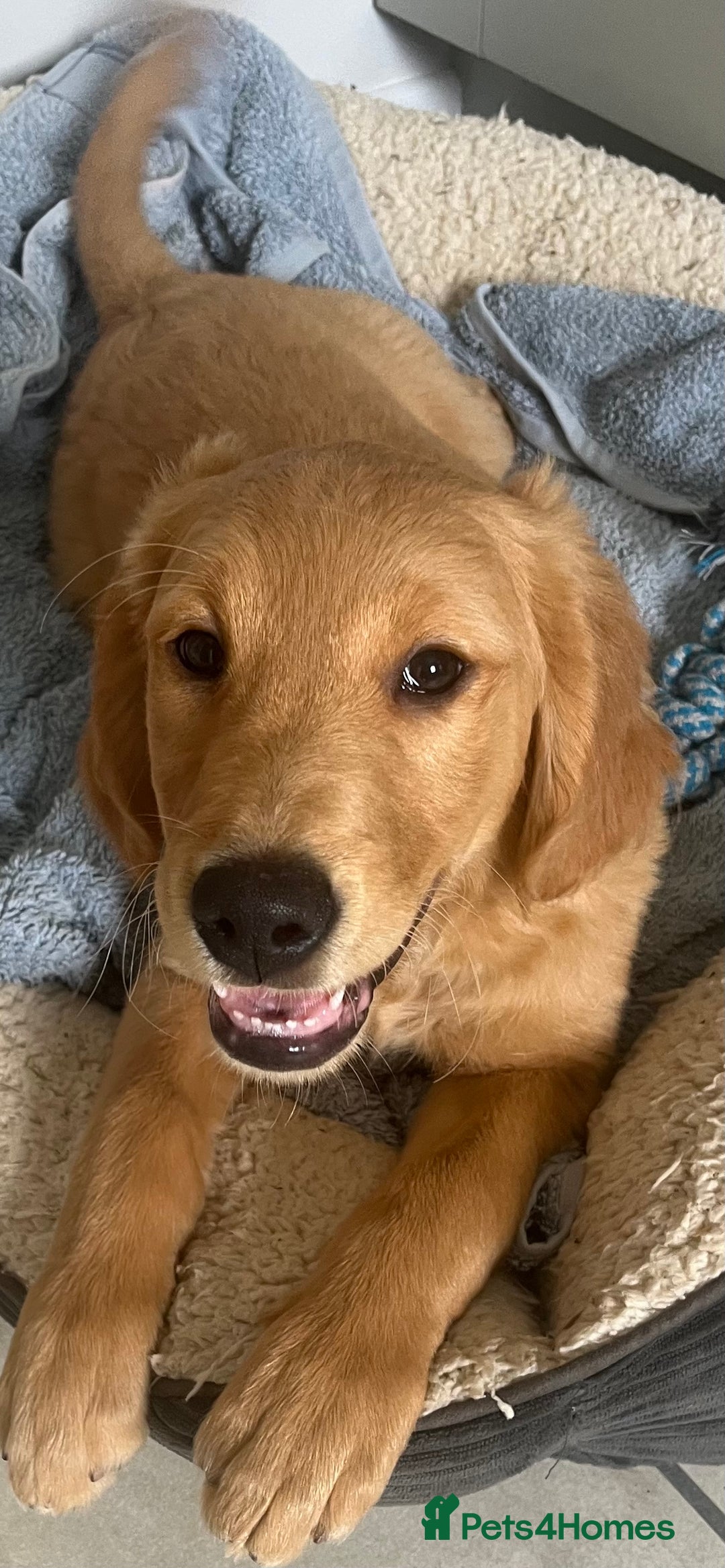 Golden Retriever dogs for sale: Beautiful Male KC Golden Retriever Puppy - Image 9