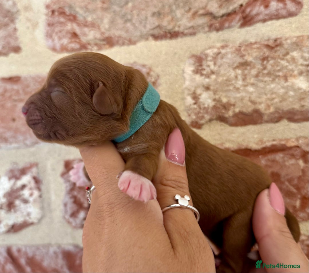 Cavapoo dogs for sale: F1 Cavapoo males 🖤🩵 - Image 4
