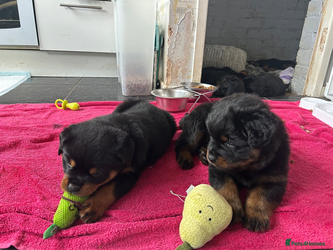 Rottweiler dogs for sale: *** Pedigree Rottweilers due 4th dec*** - Advert 8