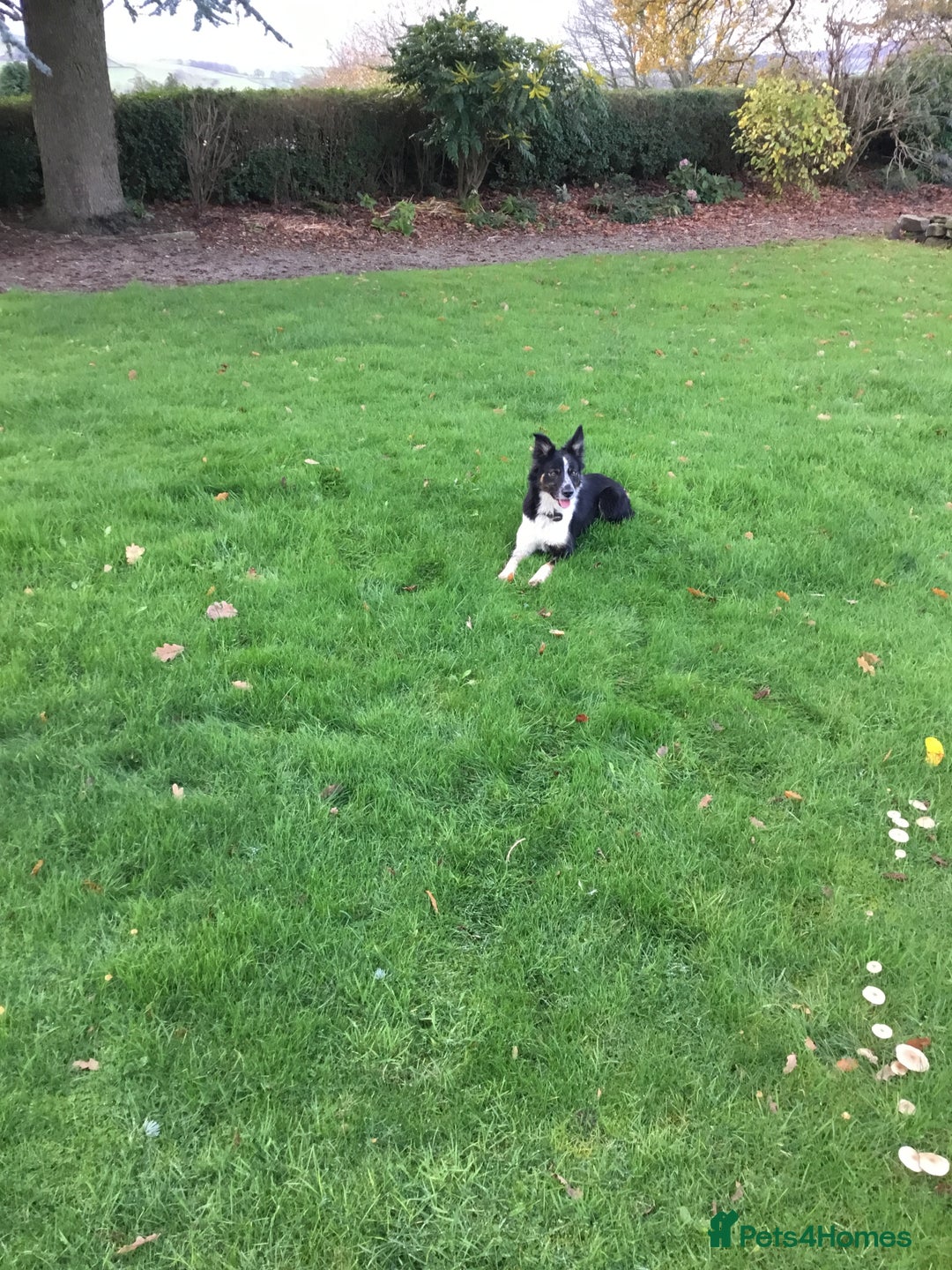 Border Collie dogs for sale: Border collie bitch  - Advert 6