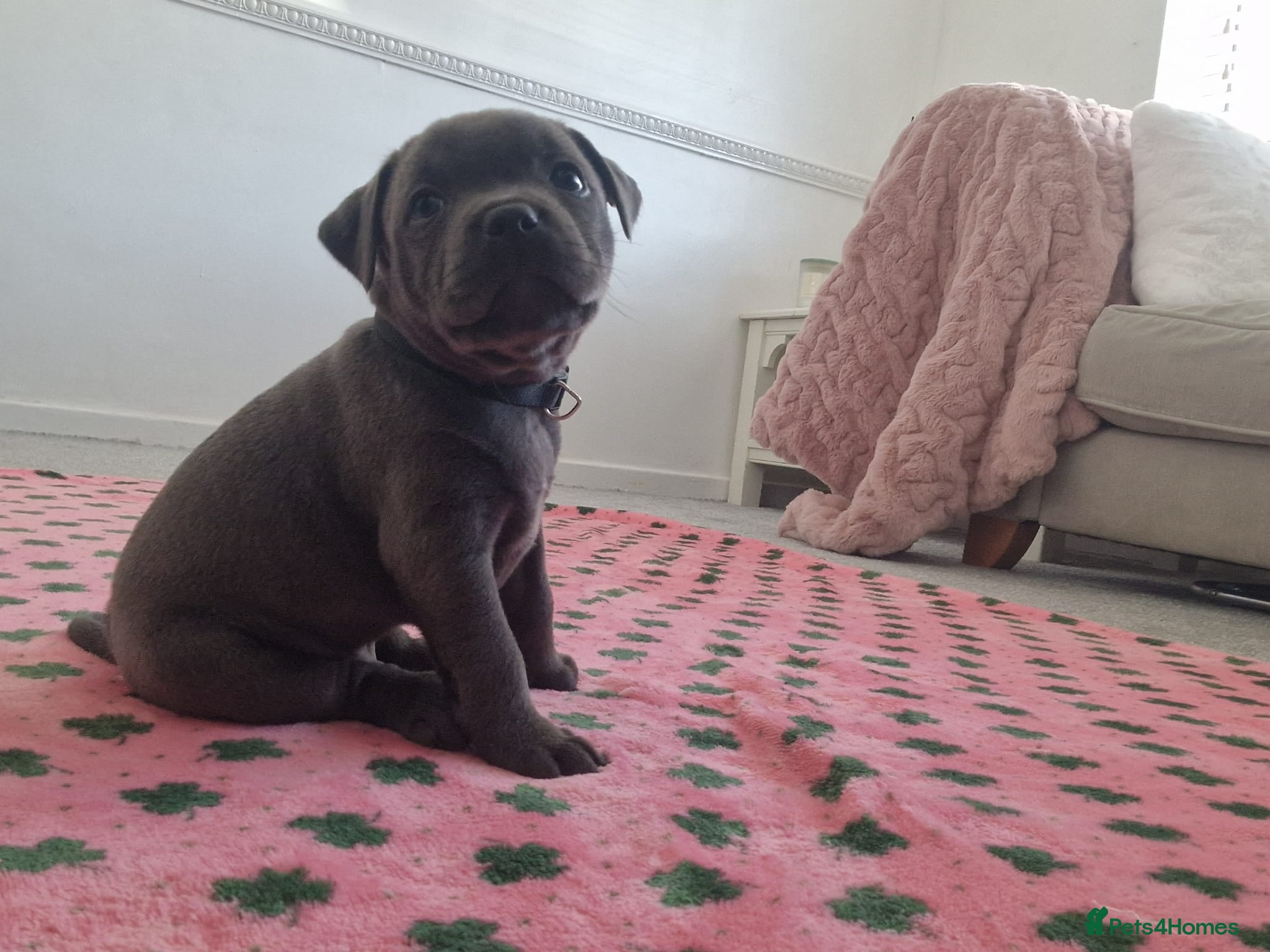 Staffordshire Bull Terrier dogs Perfect Staffordshire bull terrier puppies  - Advert 2