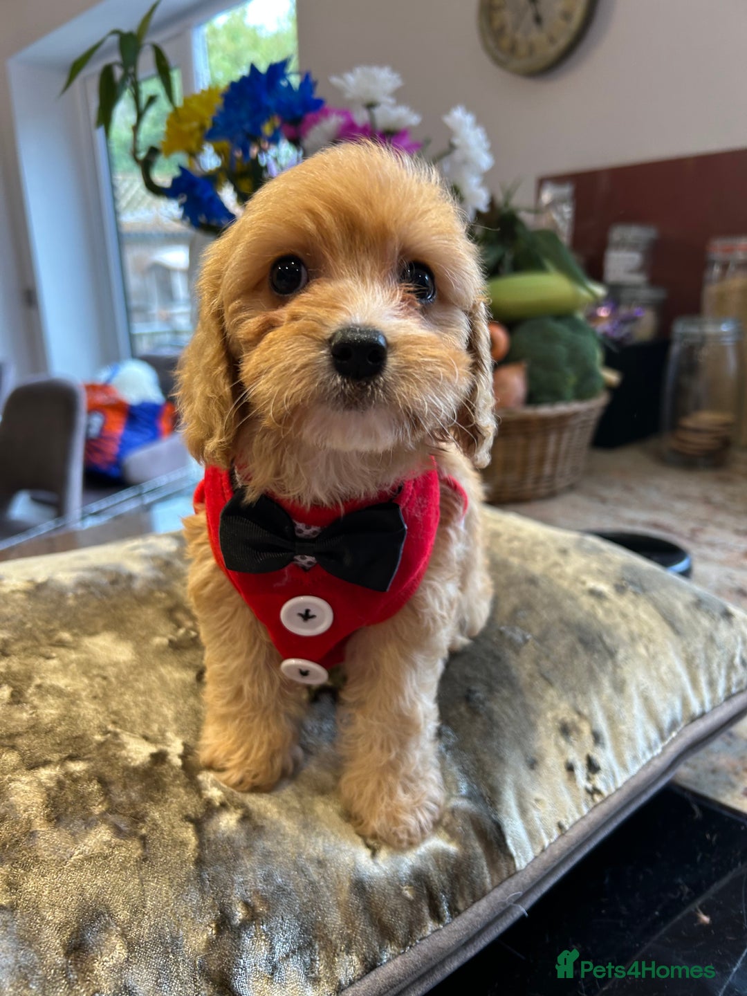 Cavapoo dogs for sale: Real Life Teddy Bears, Cavapoo babies  - Image 9