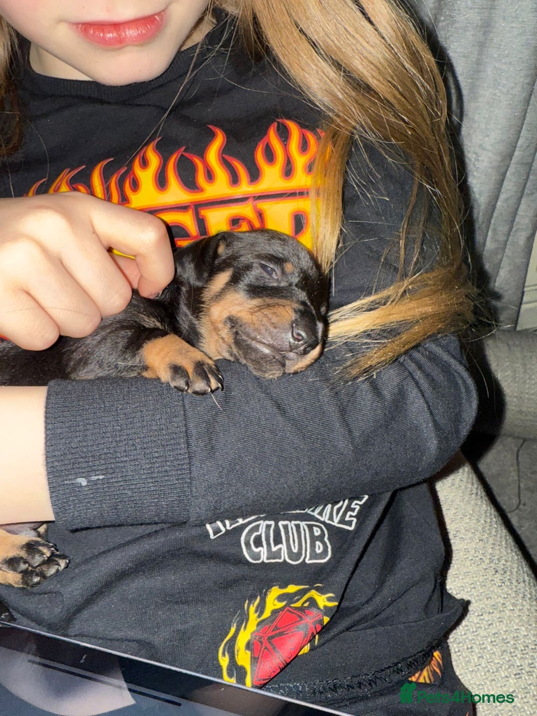 Dachshund dogs for sale: Dachshund for sale  - Advert 2