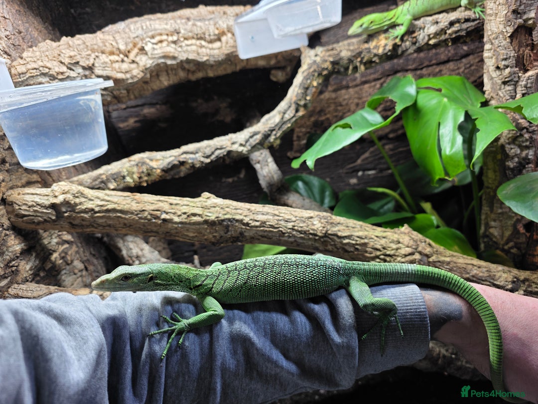 Monitor reptiles for sale: Male Green Tree Monitor - Advert 8
