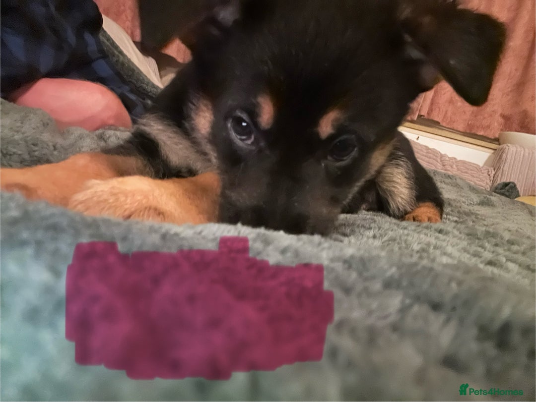 German Shepherd dogs for sale: 🐾 Beautiful German Shepherd Puppies! 🐾 - Image 6