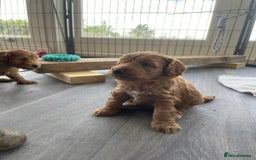 Cockapoo dogs for sale:  Teddy Bear type Cockapoos. - Image 1
