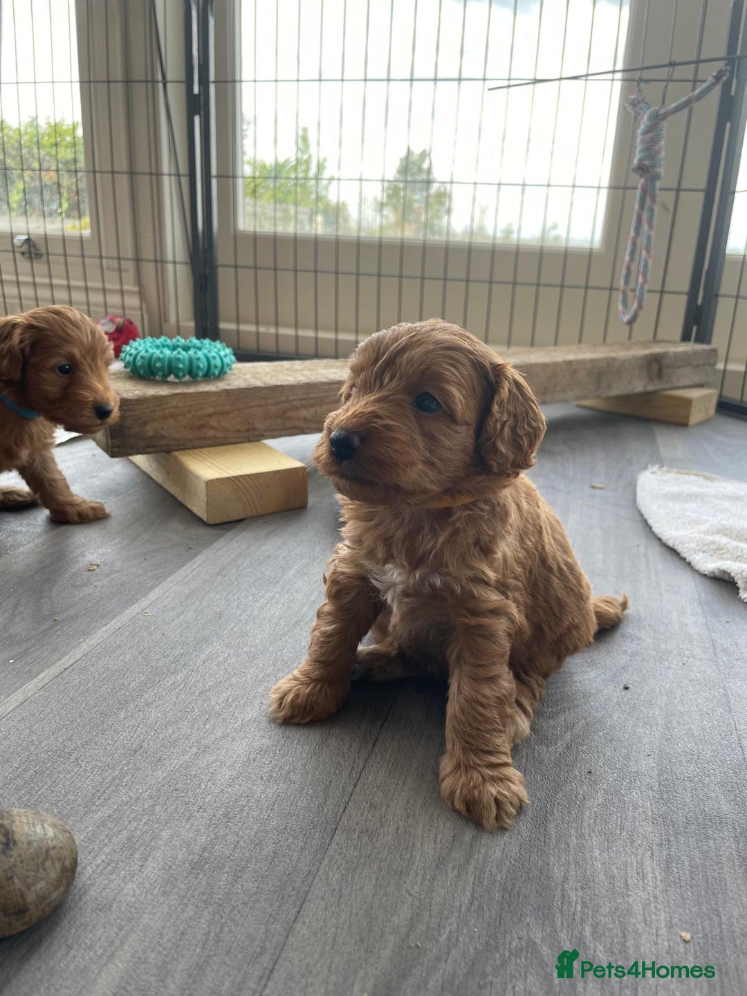 Cockapoo dogs for sale:  Teddy Bear type Cockapoos. - Image 1