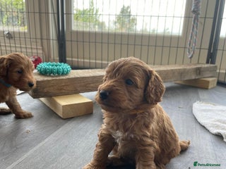 Cockapoo dogs - Advert 1