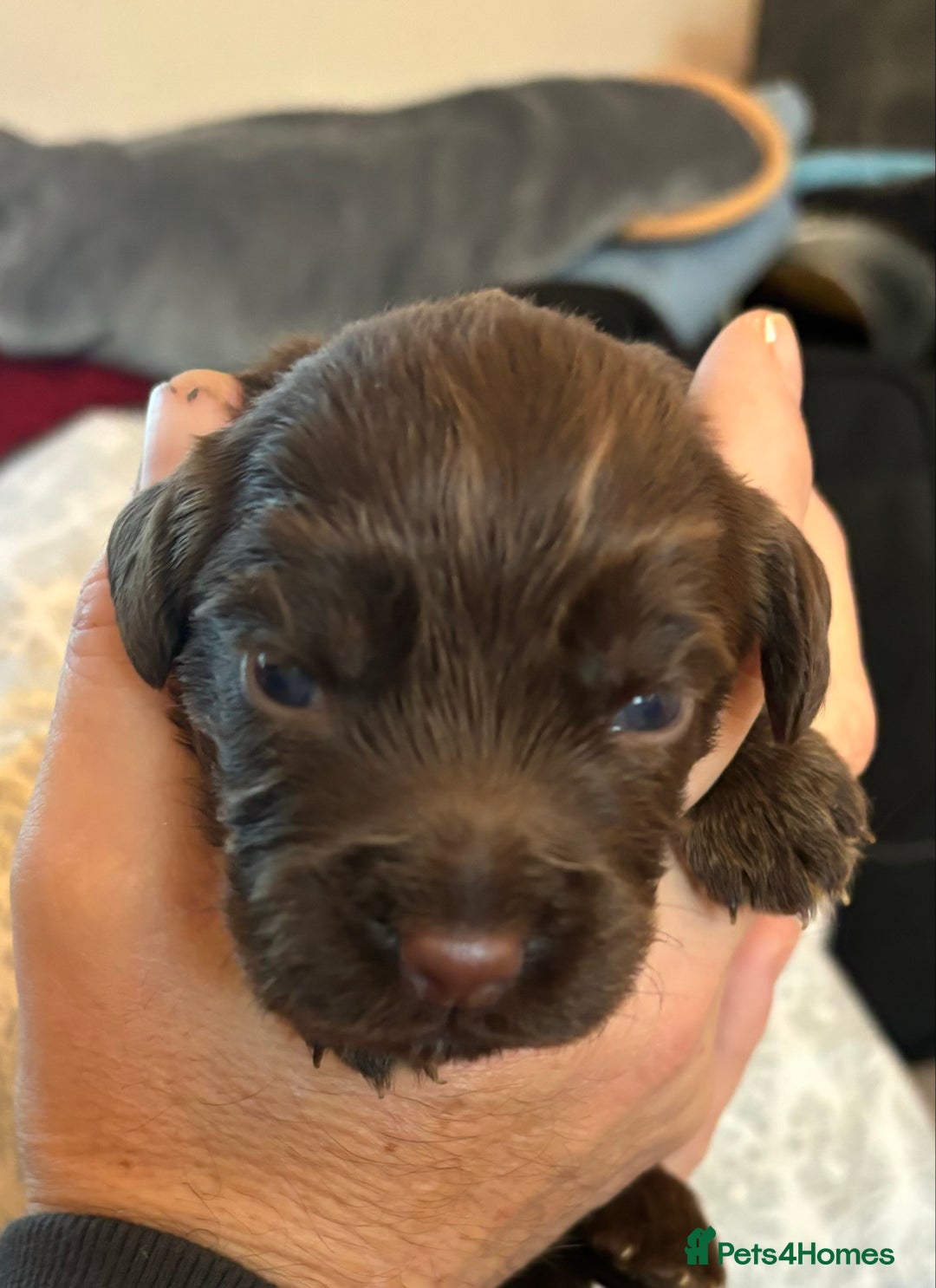 Cocker Spaniel dogs for sale: Beautiful Cocker Spaniel Puppies - Advert 15