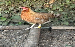 Chickens poultry for sale: 8 hybrid hens for sale  - Image 11