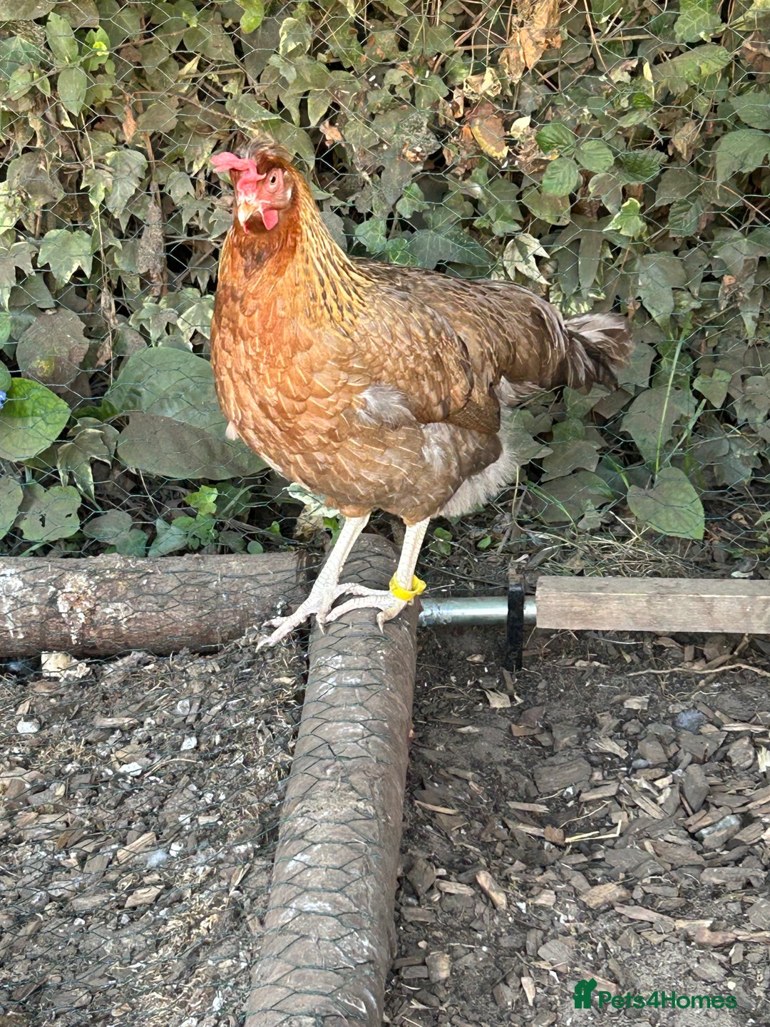 Chickens poultry for sale: 8 hybrid hens for sale  - Image 11