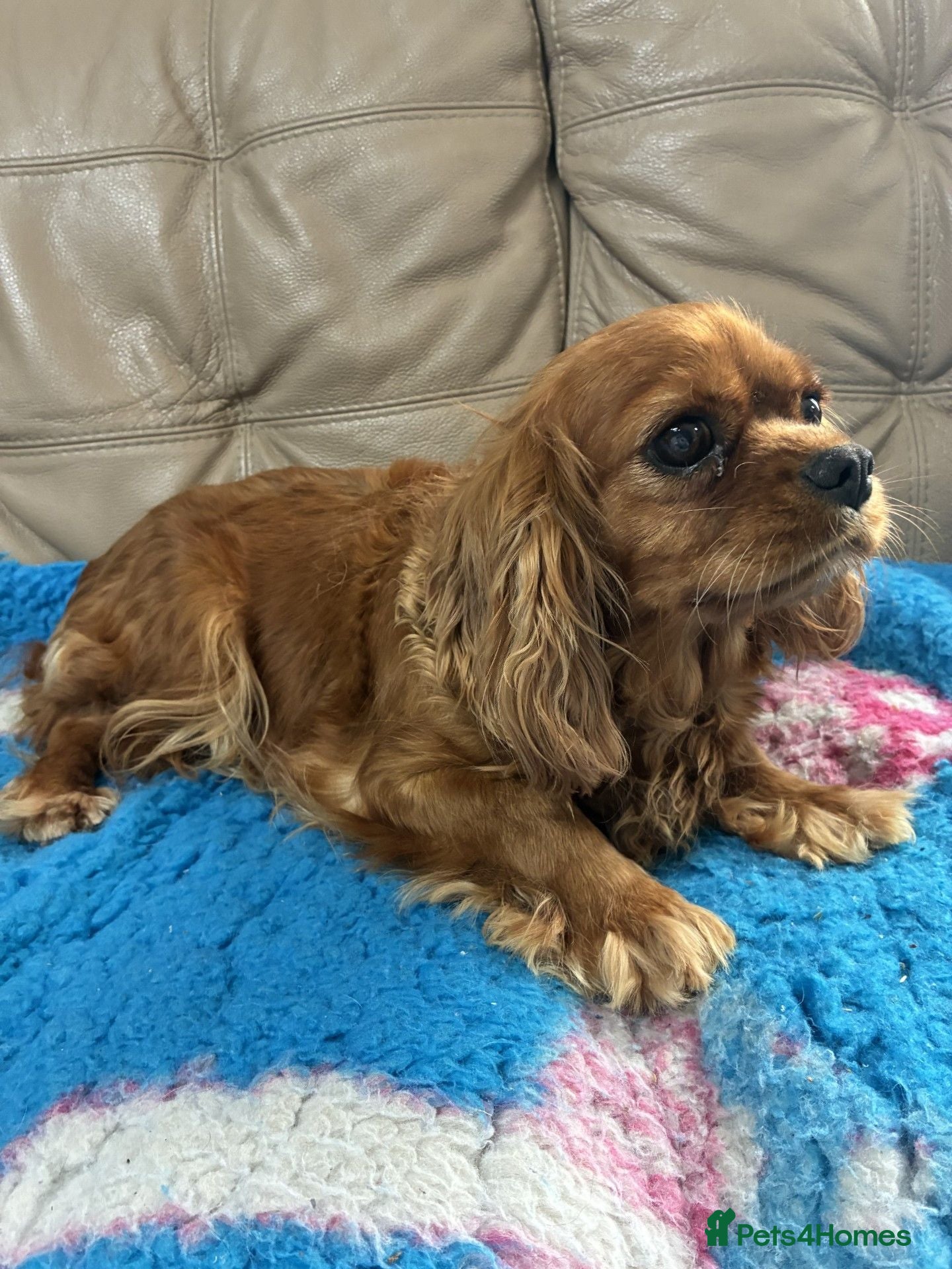 Cavalier King Charles Spaniel dogs 💖 Beautiful Bonnie CKC spaniel 💖 - Advert 2