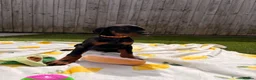 Dobermann dogs for sale: 🏡Viewings Available Now | KC Registered Dobermans - Advert 16