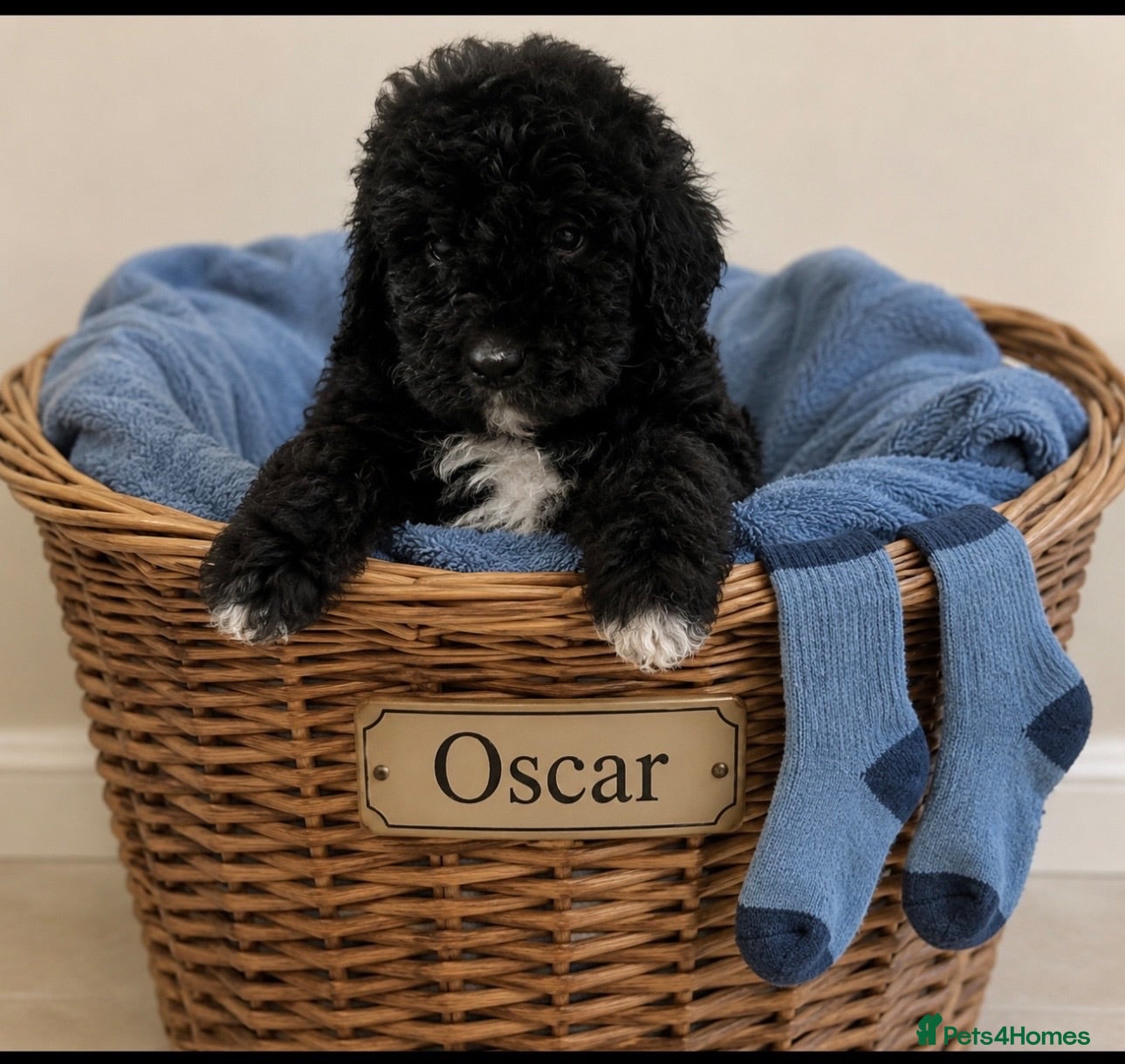 Bernedoodle dogs standard F1 Bernadoodles black/white 1600  - Advert 1