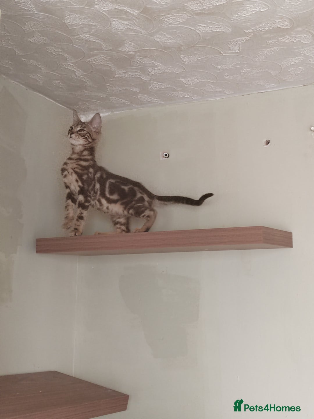 Bengal cats for sale: Bengal cross kitten, male 8 months - Advert 3