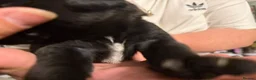 Labrador Retriever dogs for sale: Labrador cross Boxerdore puppies  - Advert 6