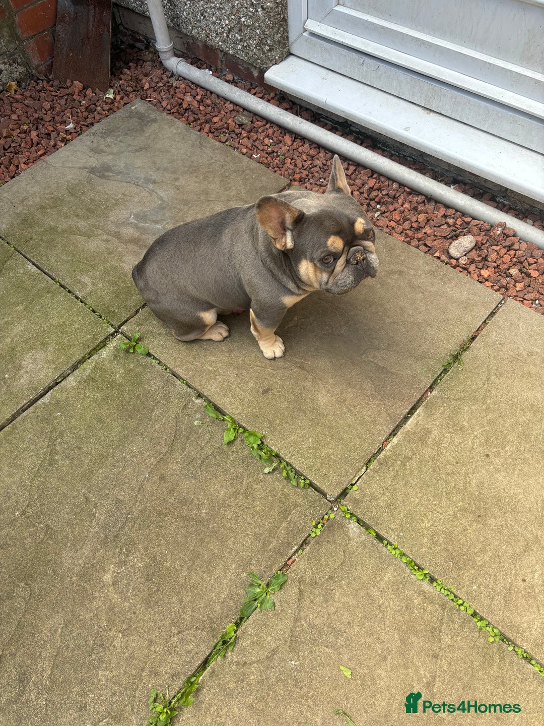 French Bulldog dogs for sale: KC REGISTERED FRENCH BULLDOGS - Advert 2