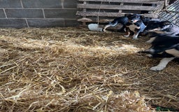 Border Collie dogs for sale: 7 gorjous border collies - Image 10
