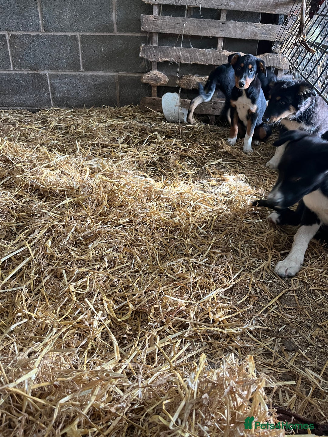 Border Collie dogs for sale: 7 gorjous border collies - Image 10