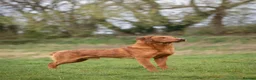 Labrador Retriever dogs for stud: FULLY HEALTH TESTED DARK RED STUD - Advert 12