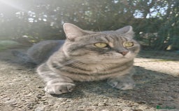 British Shorthair cats for sale: 4-Year-Old Female Cat, Neutered & Microchipped - Image 2
