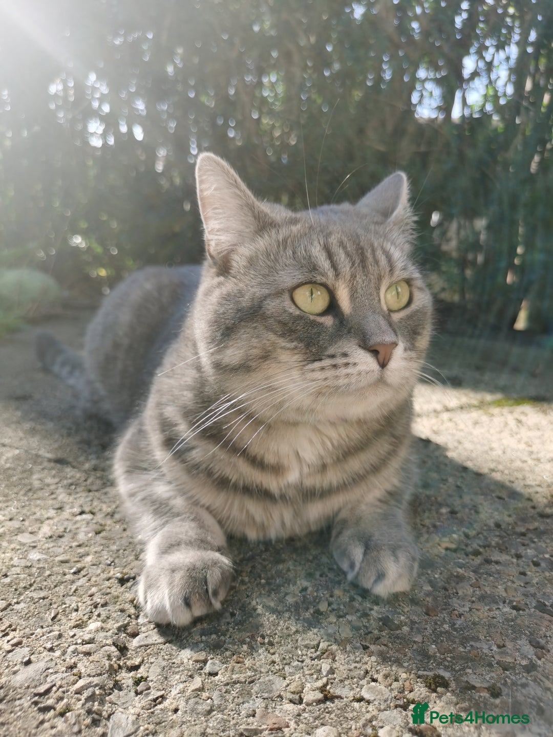 British Shorthair cats for sale: 4-Year-Old Female Cat, Neutered & Microchipped - Image 2