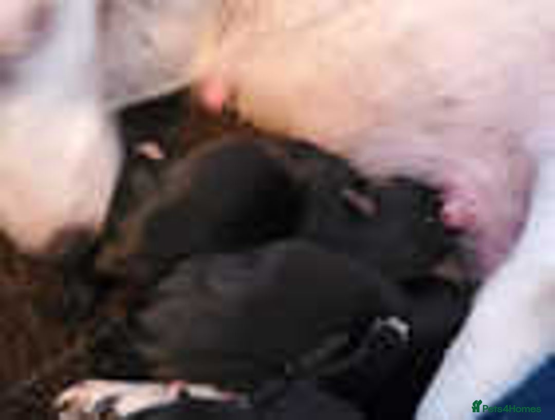 Jack Russell dogs for sale: Adorable Jack Russell Puppies for Sale! - Image 8