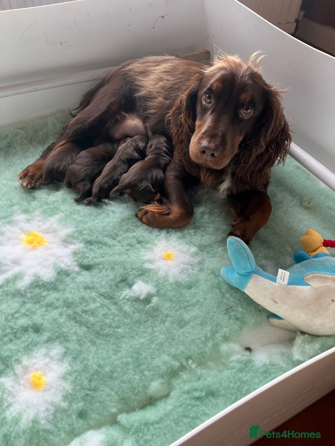 Cocker Spaniel dogs for sale: Working cocker spaniels - Advert 1