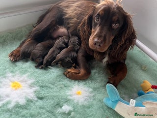 Cocker Spaniel dogs Working cocker spaniels - Advert 1