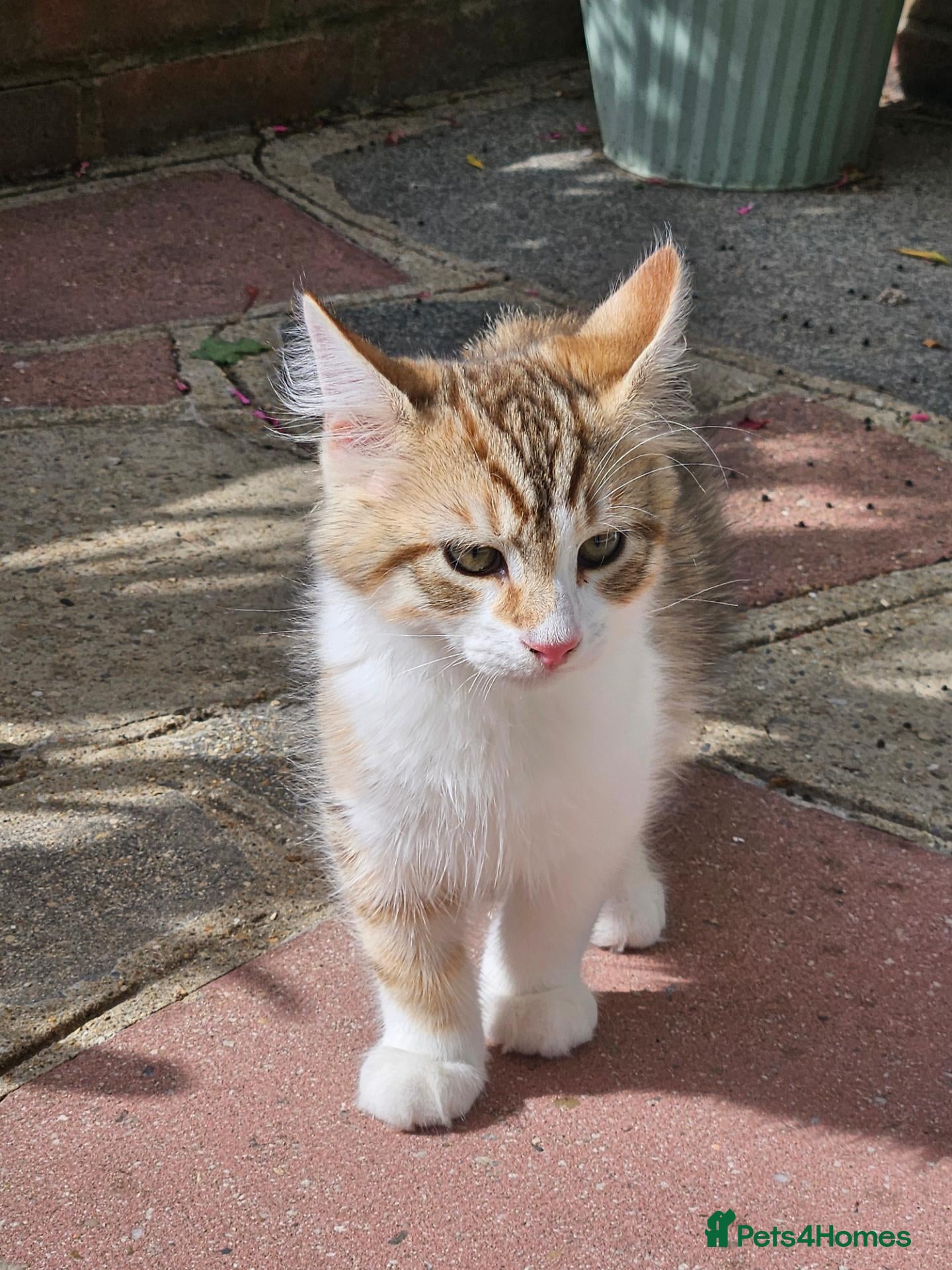 Siberian cats Gorgeous Siberian kitten waiting for you🌞. - Advert 11