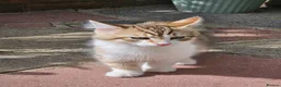 Siberian cats for sale: Gorgeous Siberian kitten waiting for you🌞. - Advert 5
