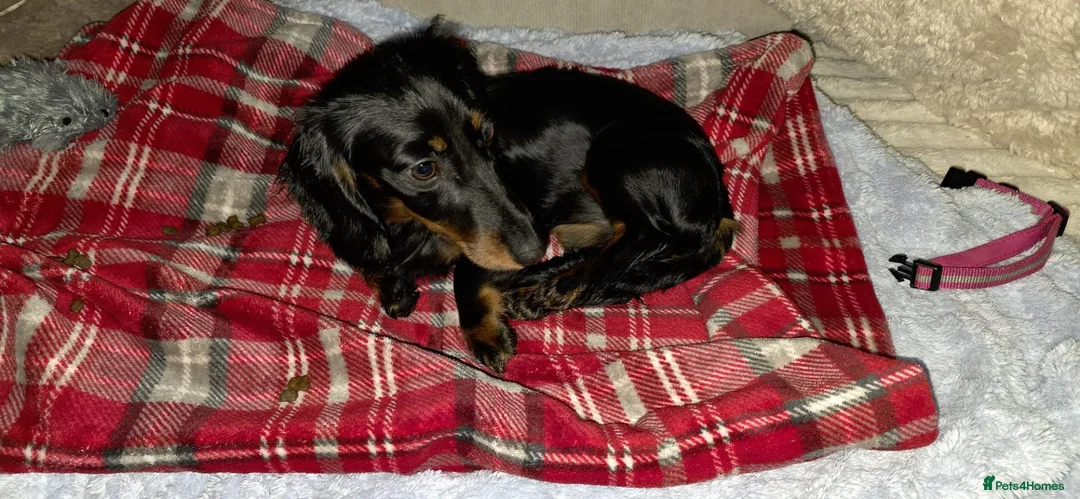 Dachshund dogs for sale: Mini dashound female puppy - Advert 2