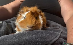 Guinea Pig rodents for sale: Male Guinea pigs for a good home  - Image 17