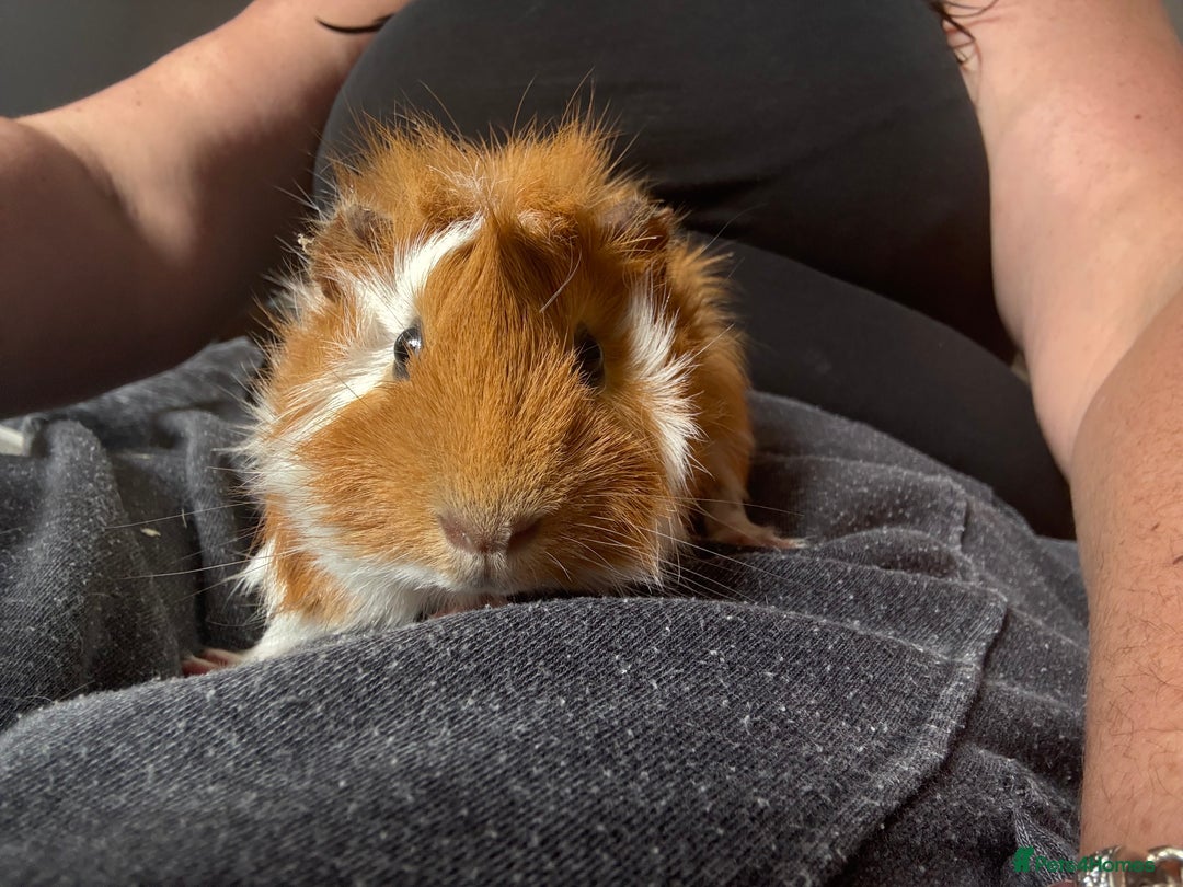 Guinea Pig rodents for sale: Male Guinea pigs for a good home  - Image 17