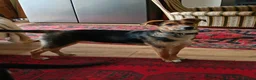 Mixed Breed dogs for adoption: Amazing Millie for adoption  - Advert 2