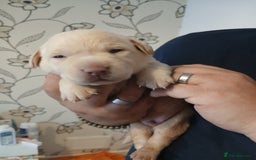 Labrador Retriever dogs for sale: 3 gorgeous playful labrador puppies available - Image 5