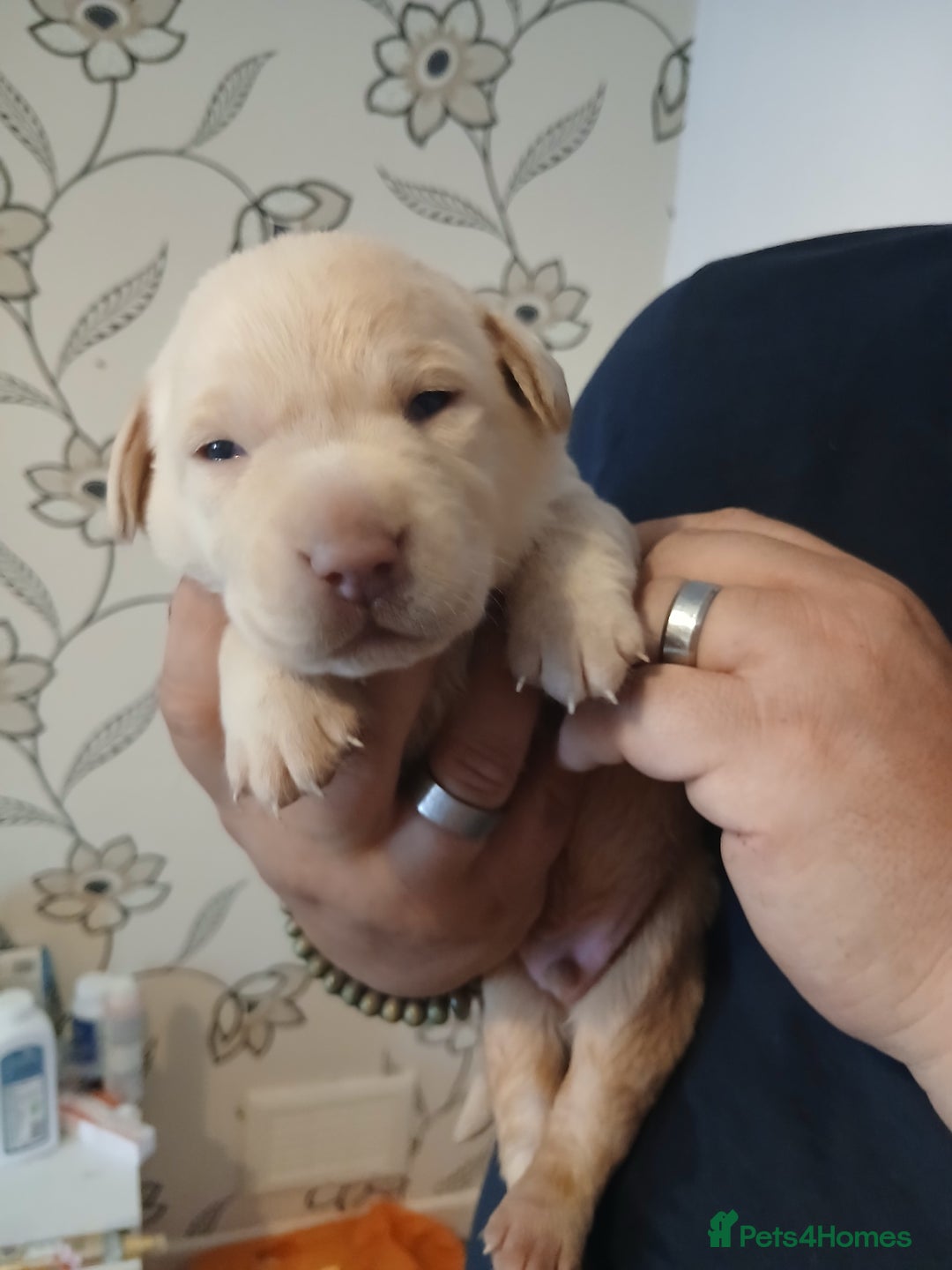 Labrador Retriever dogs for sale: 3 gorgeous playful labrador puppies available - Image 5