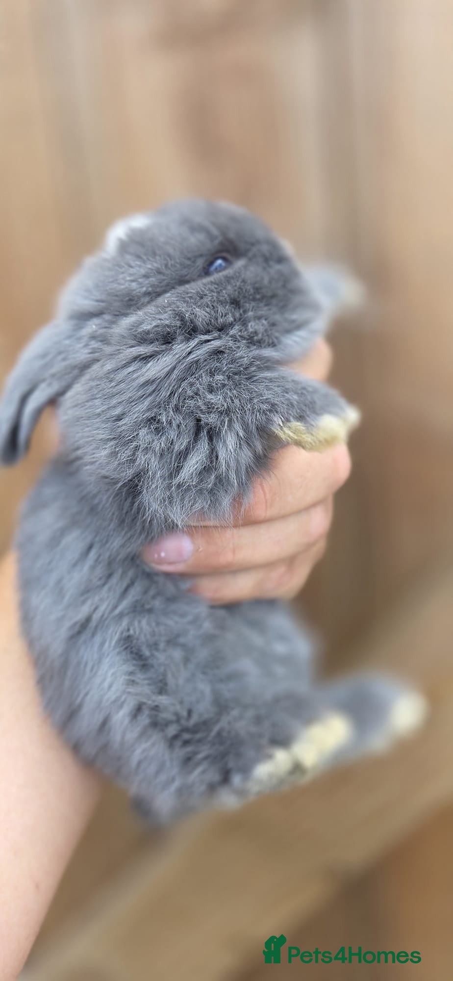 Mini Lop rabbits Mini Lops  - Advert 1
