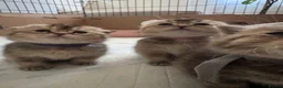 Scottish Fold cats for sale: Scottish fold and British shorthair kittens - Advert 23