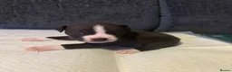 Mixed Breed dogs for sale: Staffordshire bull terrier cross American bulldog - Advert 4