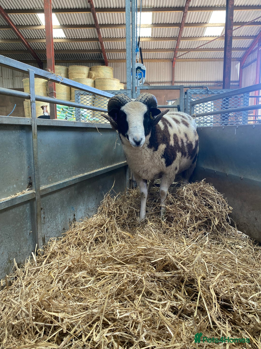 Sheep livestock for sale: Jacob rams  - Advert 6