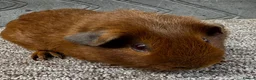 Guinea Pig rodents for sale: Baby male & female guinea pigs for sale  - Advert 4