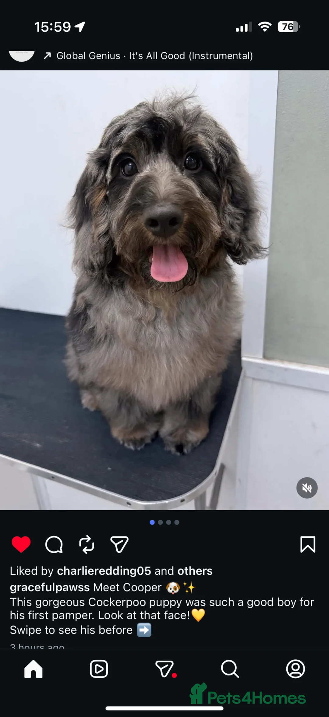 Cockapoo dogs for sale: Cockapoo boy in Southampton - Advert 3