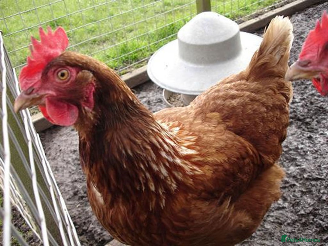 Mixed Breed birds for sale: warren hens x 2 - Advert 2