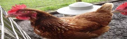 Mixed Breed birds for sale: warren hens x 2 - Advert 2