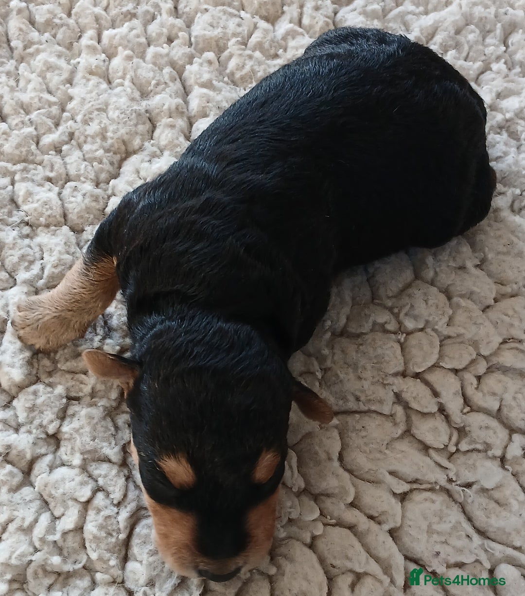 Airedale Terrier dogs for sale: Beautiful Airedale pups - Image 2