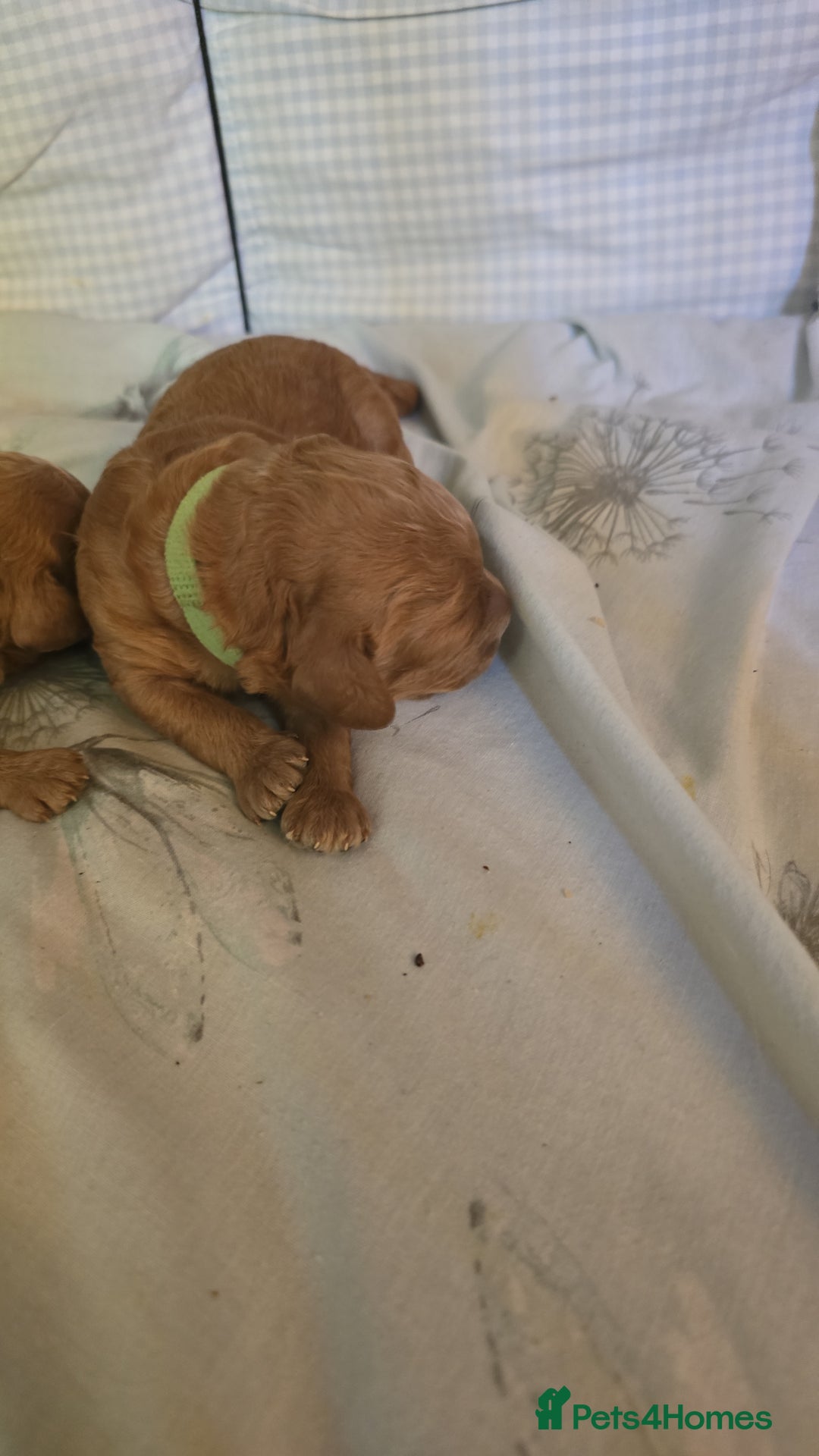 Cockapoo dogs for sale: STUNNING LITTER OF COCKAPOO F1B - Advert 12